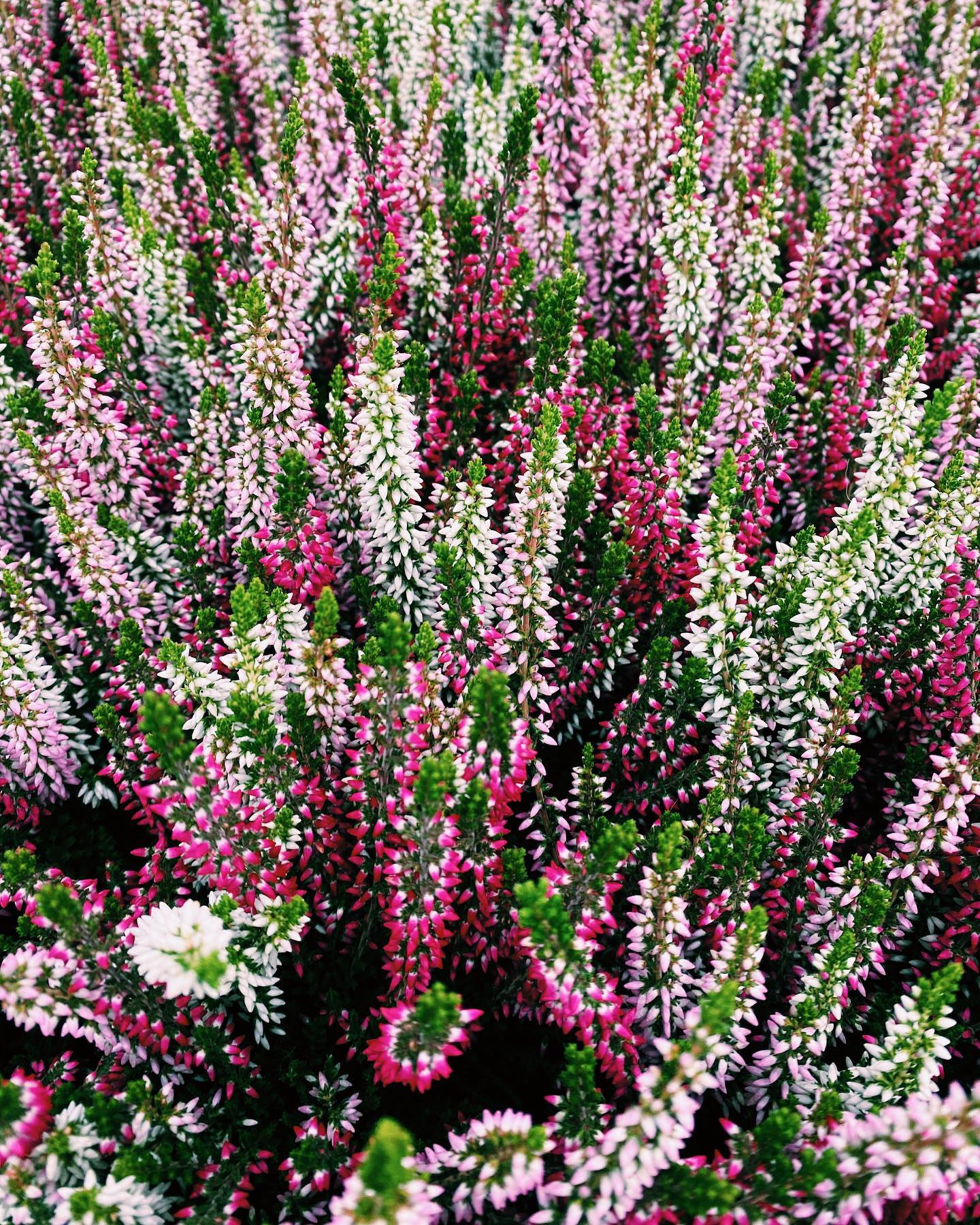 Alpines & Heathers - Premier Plants