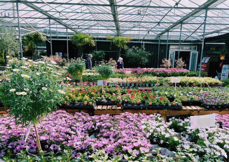 Bedding Plants Premier Plants