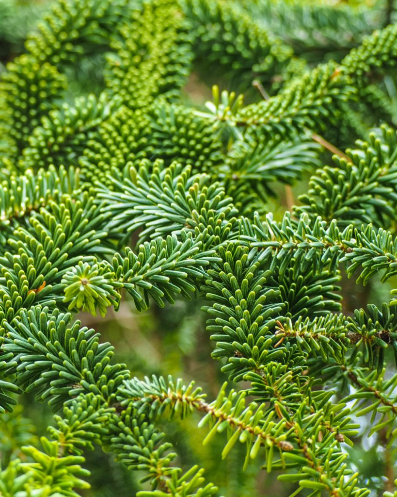 Fraser Fir Premier Plants