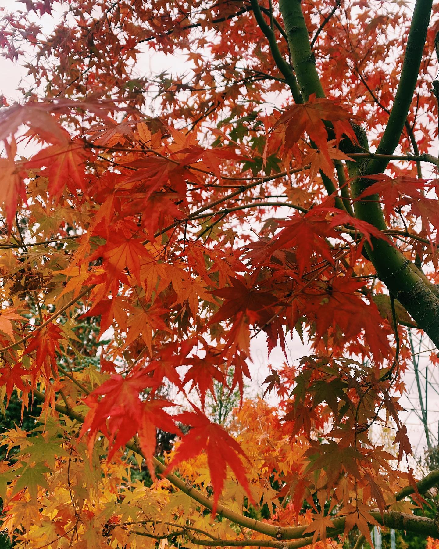 Japanese Acers Premier Plants