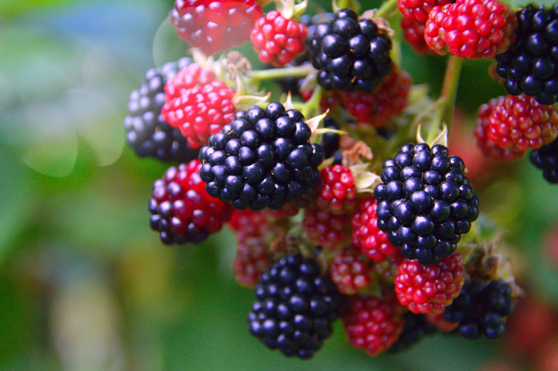 
fruit bush selection