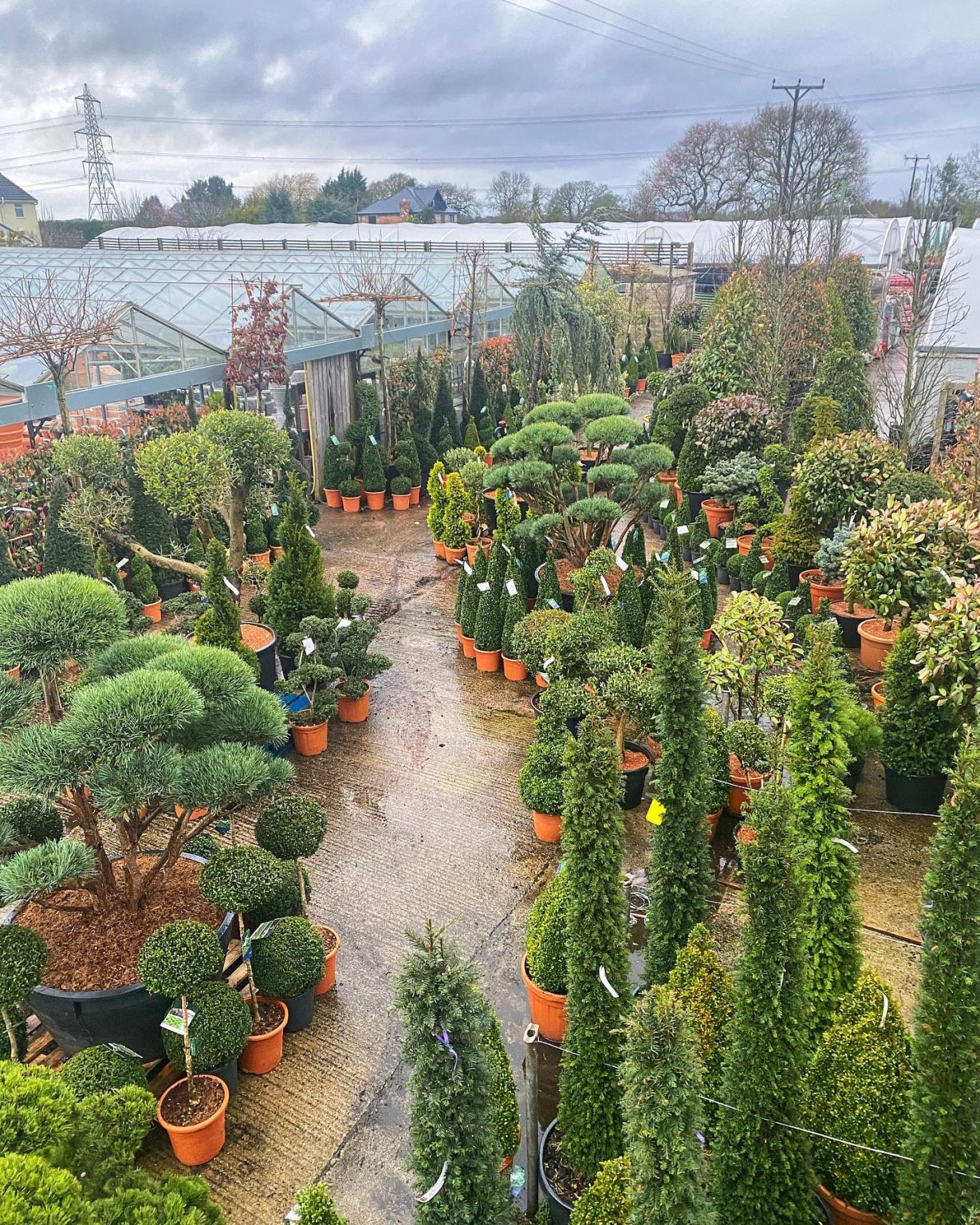 Topiary Premier Plants